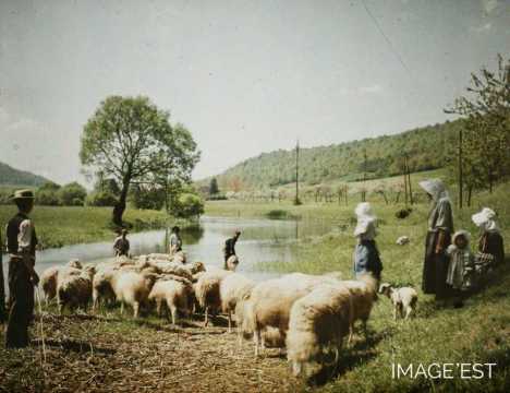 Troupeau de moutons (Meurthe-et-Moselle)